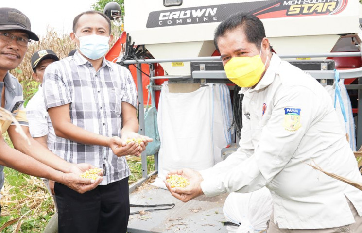Produsen di Blitar Tampung Jagung Kering Petani Keerom  